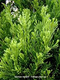 Learn more about this shrub including landscaping ideas, best planting areas and caring for this evergreen shrub. Spartan Juniper