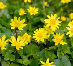 Image result for Whitfieldia brazzae