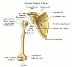 Anterior View Of Humerus And Scapula By Angela Sondalle Skeletal System Scapula Radiography