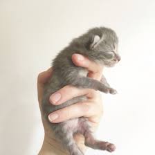Sweet Little One Poesje Kitten Cat Baby Inhand Deblauwebeer Anjamulder Anja Mulder Cute Animal Groningen Kitten Animals Cute