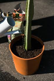Image result for cactus cuttings