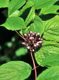 Image result for Cornus
