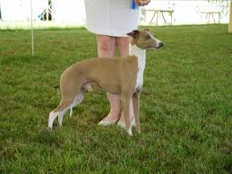 Development Www Italiangreyhoundsocietyuk Com