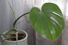 How To Care For Monstera Ehow Philodendron Plant Plants Monstera