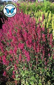 Agastache Heather Queen Flower Spike Flower Seeds Fragrant Flowers