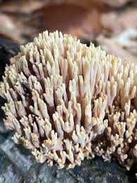 Image result for Ramaria stricta