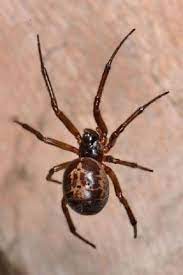 How would i identify a false widow spider? Dangerous Noble False Widow Spiders Are Spreading Across The Uk For The First Ti Arthropods Arthropods Project Widow Spider Spider Pet Spider