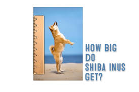 How Big Does A Shiba Inu Get My First Shiba Inu