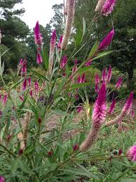 Free Plant Identification Amazing Flowers Plants Garden