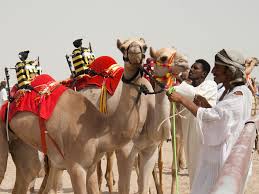 What's being done to stop it? Camel Racing Qatar Sonya And Travis