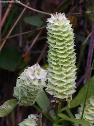 Image result for Polygala marensis