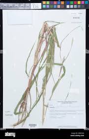 Image result for Rottboellia cochinchinensis