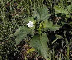 Image result for durman obecný plod