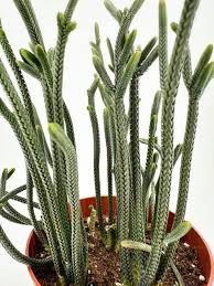 Image result for Crassula