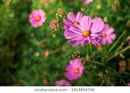 Cosmos Flower Has Two Species Cosmos Bipinnatus And Cosmos Sulphureus Flowers Species Cosmos