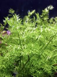 Image result for Ceratopteris thalictroides