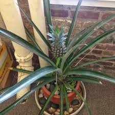 Each pineapple plant produces one pineapple, which grows rom the centre of a plant on a long stalk. How To Grow A Pineapple From A Pineapple Storey Publishing