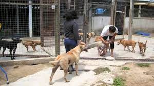 So rather than buying a dog or puppy for sale from a dog breeder or buying a. Animal Adoption Centres In Kl