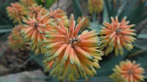 Maybe you would like to learn more about one of these? How To Make An Aloe Vera Plant Bloom Living With Aloe