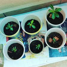 throwback plants flowers 富贵花 diyflowerpot enjoying mylife lifestyle happiness happy instamoment instaphoto instapic diy flower pots plants flowers