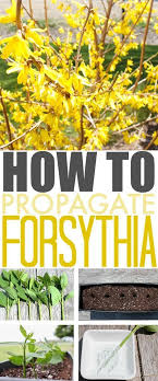 Follow These Easy Steps To Propagate Forsythia Bushes So Your Yard Can Be A Beautiful Sea Of Yellow Flowers At Forsythia Bush Propagating Plants Garden Shrubs
