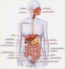 Anatomy of female abdomen, download this wallpaper for free in hd resolution. Anatomy Of The Female Abdomen And Pelvis Cut Away View Healthiack