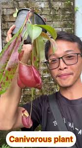 Begonia Soluta: The Colorful Beauty of Myanmar's Nature