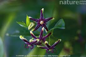 Image result for Periploca