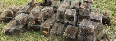 11 laws of malaysia act 716 wildlife conservation act 2010 an act to provide for the protection and conservation of wildlife and for matters connected therewith. Malaysia S Newly Launched Enforcement Operation Showing Promising Results To Protect Wildlife Wildlife Trade News From Traffic