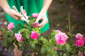 Thorn shield washable leather garden women's rose gloves. Growing Roses In Your Home Garden My Secrets To Success