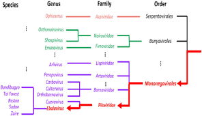Ebola viruses belong to a family of viruses termed filoviridae. Cheer Hierarchical Taxonomic Classification For Viral Metagenomic Data Via Deep Learning Biorxiv