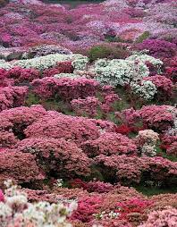 Azalea Festival Nagakushiyama Park Japan Azaleas Beautiful Flowers Pictures Azalea Festival