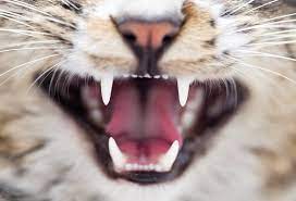 Zahnerkrankungen Bei Der Katze Katzen Magazin