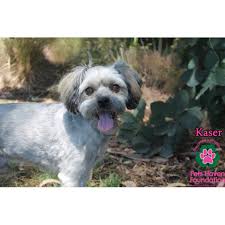 Look at pictures of löwchen puppies who need a home. Kaser Small Male Lowchen Dog In Vic Petrescue