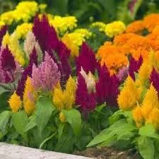 Image result for Celosia pandurata