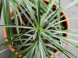 It produces upright, slightly arching stems covered in. Low Light Indoor Plants For Your Home