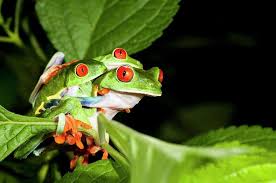 8 Fakta Kenapa Katak Berbunyi Ketika Hujan Turun Apakah Lagi Nyanyi