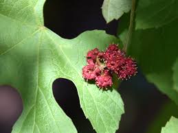 Image result for Ampelocissus africana