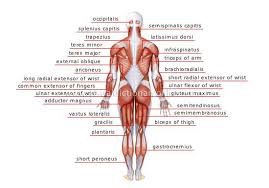 Labeled view of the deep muscles of the back and. Http Efisd Net Userfiles Servers Server 3451 File Staff 20documents High 20school 20documents Kristy 20parker A P Muscular 20system Structure Function Movement Pdf