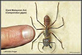 The latest species to be discovered, t. Arthropods 4