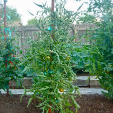 Maybe you would like to learn more about one of these? Garden Help Desk Why Are My Tomatoes Leaves Curling Community News Heraldextra Com