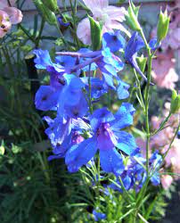 Maybe you would like to learn more about one of these? Delphinium Grandiflorum Summer Nights Proctors Nursery