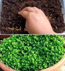Block diagram of fenugreek production using automatic hydroponic system. Fenugreek Seed Germination Time Process Methi Gardening Tips
