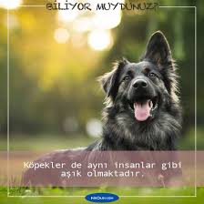 Kopekler Hakkinda Sasirtici 16 Bilgi