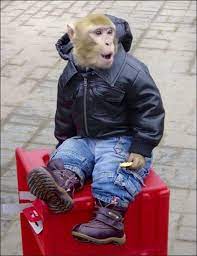 Pin On Animals Fashionable Creatures