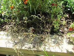 Maybe you would like to learn more about one of these? Phytophthora Root And Crown Rot In The Landscape Nc State Extension Publications
