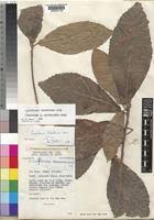 Image result for Lindackeria bukobensis