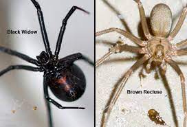 Other venomous creatures include dangerous spiders, like the black widow; Spider Bites Black Widow Vs Brown Recluse First Aid