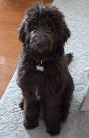 Labradoodle Double Doodle Puppies Labradoodle Doodle Dog