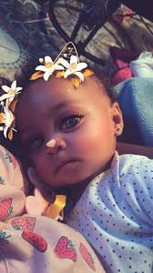 Ragdoll cat named Safira at 6 months old